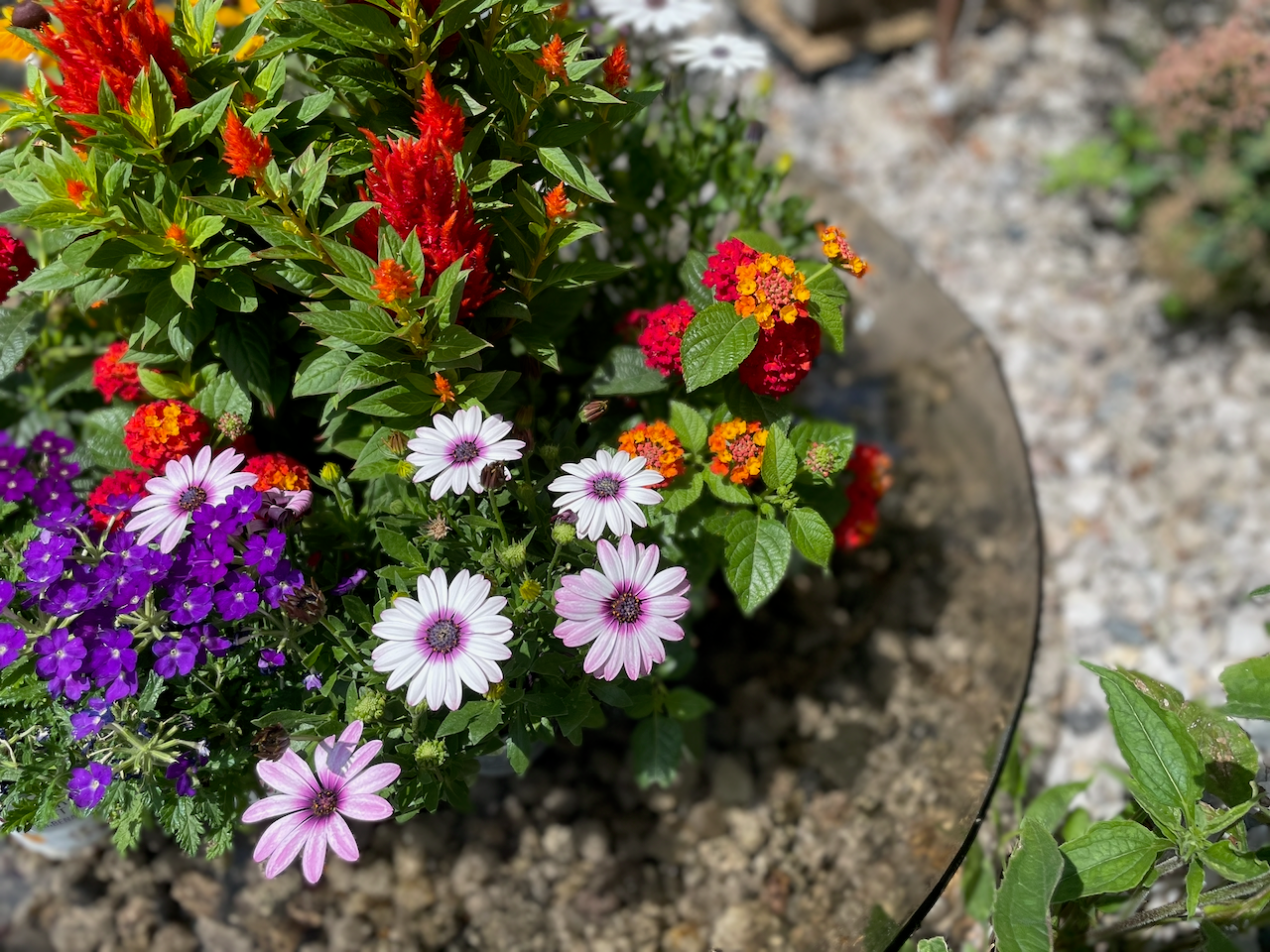 COMO Glasgarten runde Bio-Schale D80 cm