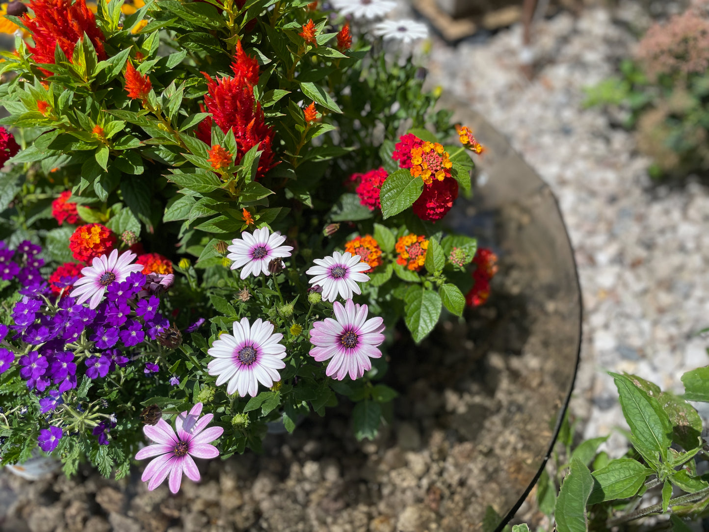 COMO glass garden round organic bowl d80 cm